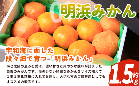 【先行予約】＜西予の美味しい柑橘セレクト（特選）／明浜みかん（約1.5kg）＞ 果物 くだもの フルーツ 蜜柑 みかん ミカン 柑橘 贈答 贈答用 ギフト プレゼント 特選 温州みかん 食べて応援 国産 愛媛県産 特産品 西予みかん倶楽部 愛媛県 西予市『2026年11月中旬から2027年1月中旬迄に順次出荷予定』【常温】OMC0013