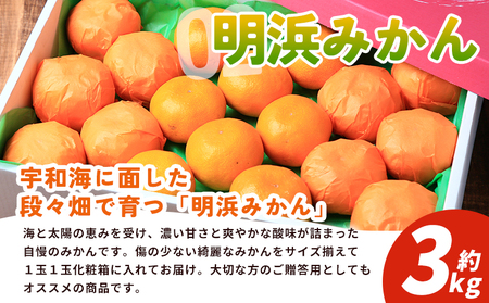 【先行予約】＜西予の美味しい柑橘セレクト（特選）／明浜みかん（約3kg）＞ 果物 くだもの フルーツ 蜜柑 みかん ミカン 柑橘 贈答 贈答用 ギフト プレゼント 特選 温州みかん 食べて応援 国産 愛媛県産 特産品 西予みかん倶楽部 愛媛県 西予市『2026年11月中旬から2027年1月中旬迄に順次出荷予定』【常温】OMC0014