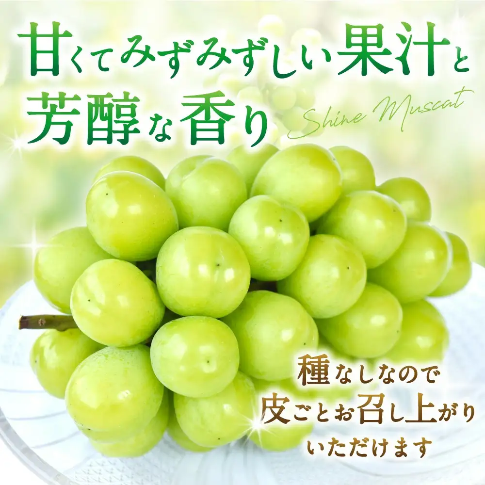 朝摘み！ シャインマスカット 秀品2房（約1.2kg）【2026年8月末から9月末順次発送予定】【kgr035】