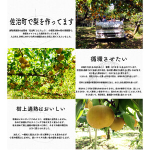 新興梨 3kg箱詰め(鳥取県佐治町産) [あくつの梨]