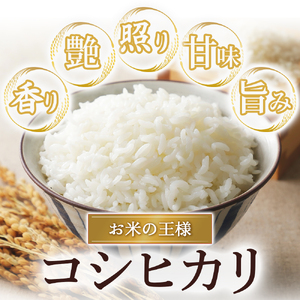 令和8年産米 コシヒカリ 玄米 10kg 新米