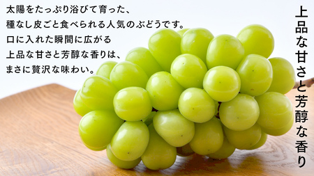 シャインマスカット 2kg （4房）【2026年9月より発送開始】（茨城県共通返礼品 [ぶどう]：結城市産）