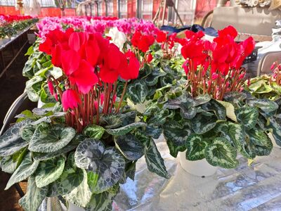 大倉花園のシクラメン（6号）｜秦野の花 シクラメン 観葉植物 クリスマス