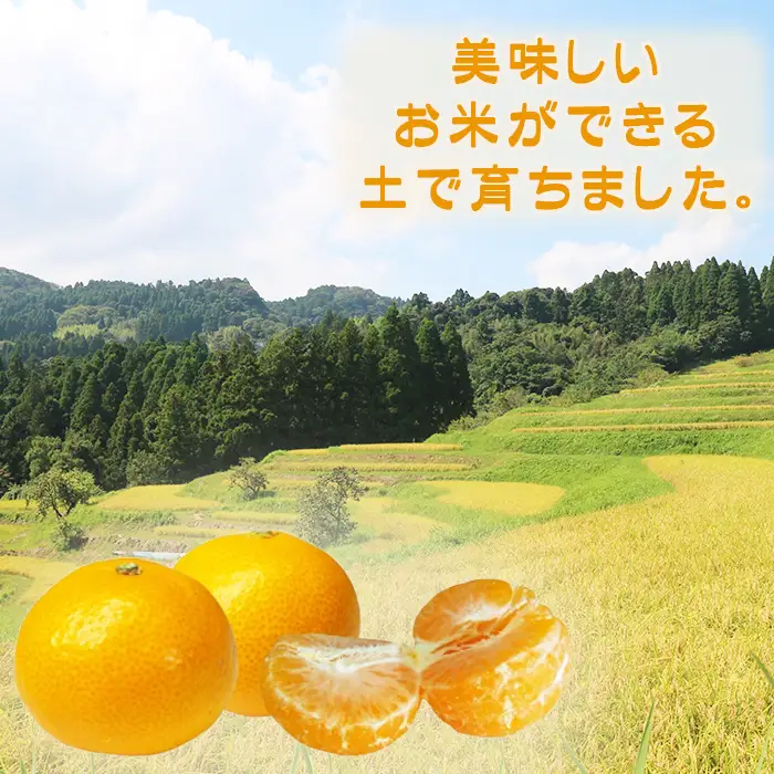 【鴨川の柑橘】甘みと酸味の絶妙なバランス 温州みかん『宮川早生』10kg 《数量限定》《先行予約》《12月上旬発送》 早生みかん 柑橘 サイズ不揃い 産地直送 冬みかん [古泉農園][0019-0011]