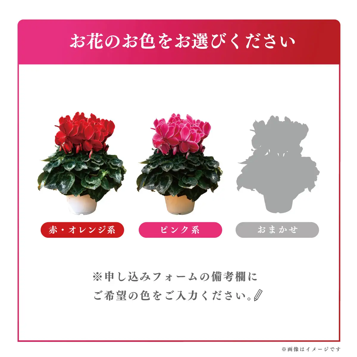 25_012-07-1　高橋園芸の秦野の花　シクラメン（6号）