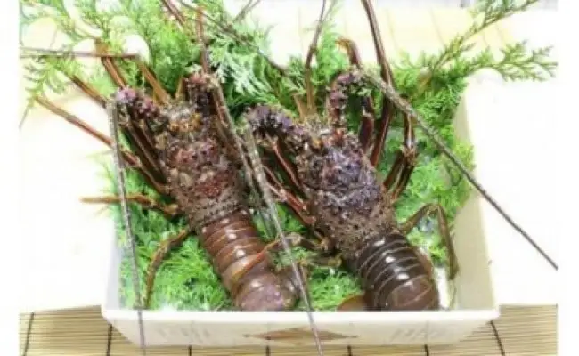 伊勢海老 活き 約1kg（1～3尾）伊勢海老【kmgk0001】