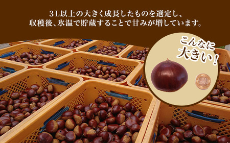 693 氷温貯蔵 栗 特選 3L 3kg【海老澤農園】