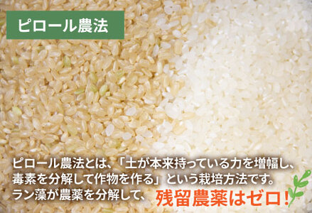 【令和7年産】ピロール農法 コシヒカリ精米5kg  真空パック　お米 ごはん