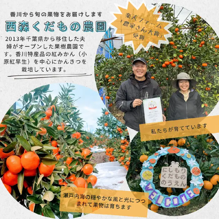 『2025年12月より順次発送』香川オリジナル品種「紅みかん(小原紅早生)」2.5kg[のしシール付き]