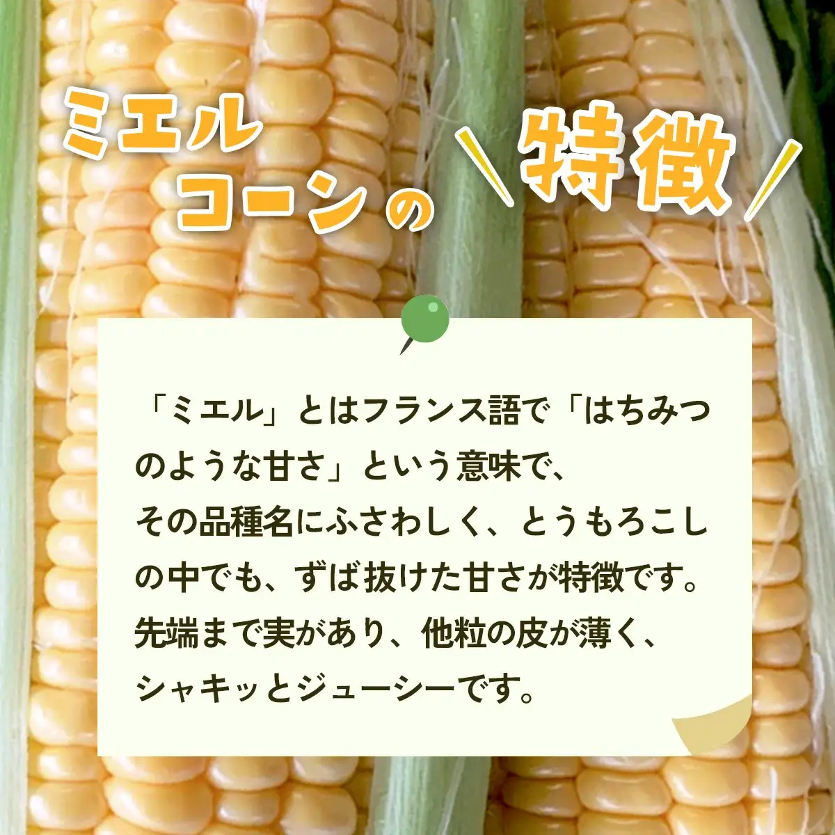 とうもろこし ミエルコーン 約6kg 茨城県産 トウモロコシ