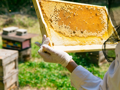 【 OSAKAHONEY 】はちみつ 5月の蜜　125g　都市養蜂　生はちみつ　※金箱入り_OS238-0002