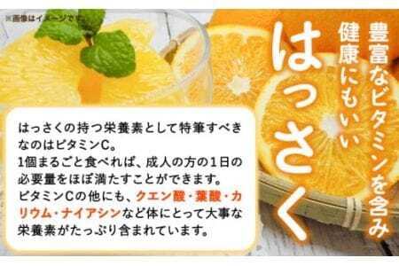 【先行予約】八朔 約10kg（3L～L）