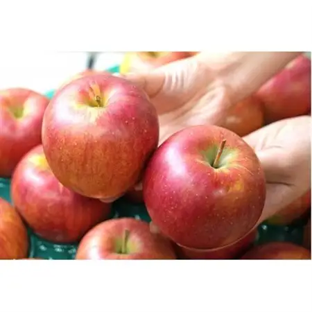 【12月出荷予定】平均糖度13度以上! シナノスイート 約5kg 訳あり【配送不可地域：離島・沖縄県】【1667916】