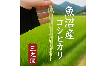 【令和7年産】魚沼産コシヒカリ(精米)10kg