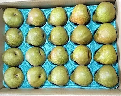 ラフランス 5kg 20~24玉 特秀・秀品混合 0042-2612