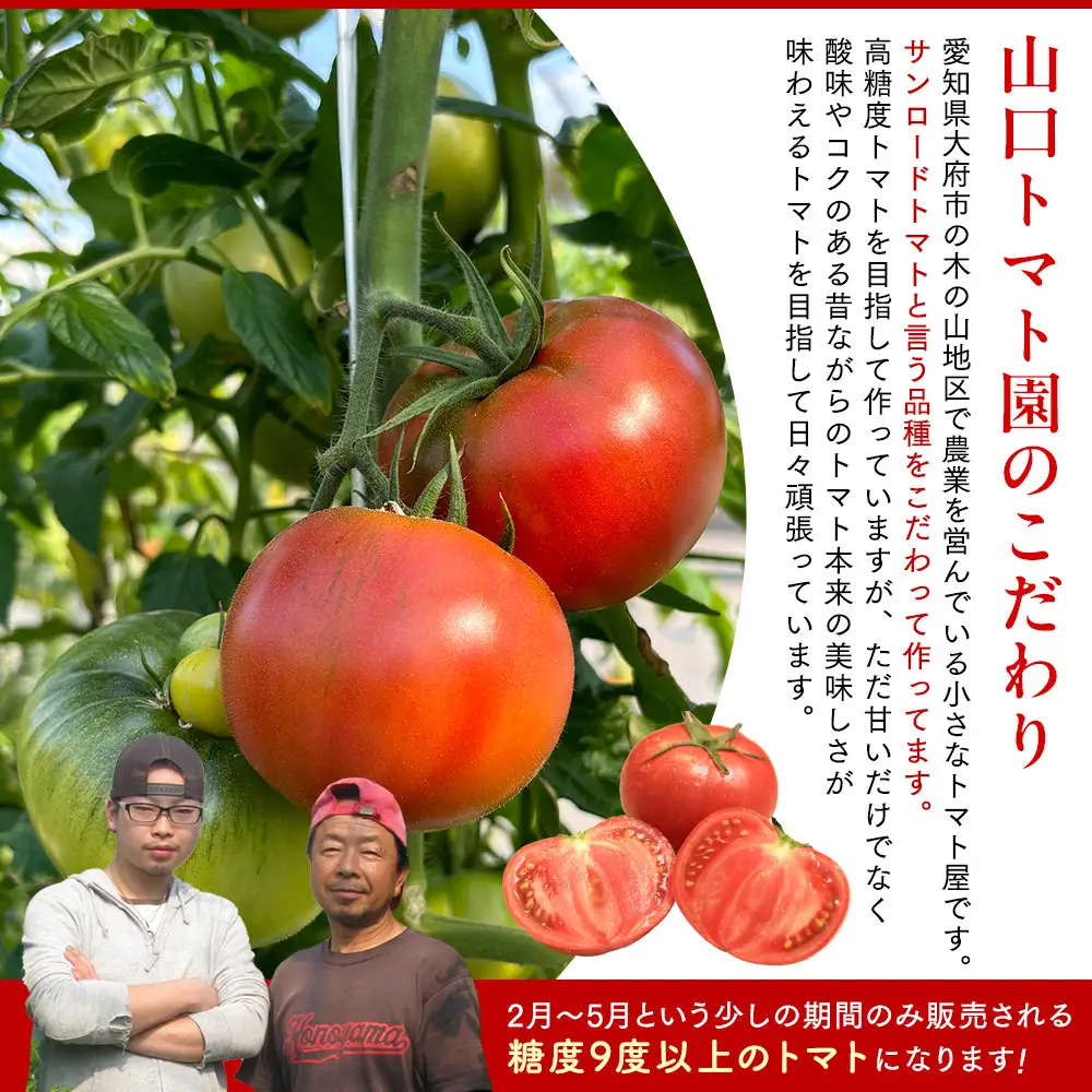 【先行予約 2027年2月～5月出荷予定／限定50箱】全国トマト選手権銅賞受賞トマト『銀丸山口トマト』高糖度トマト　L～Mサイズ