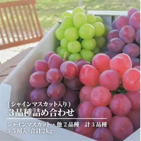 【2026年発送】ぶどう3品種詰合せ(シャインマスカット入)3-5房入/計2kg～(岡山県産)【配送不可地域：離島・北海道・沖縄県】【1678561】