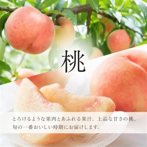 【発送月固定定期便】紀州和歌山産旬のフルーツセット(8月:桃約1.8kg・9月:梨約2kg)全2回【配送不可地域：離島・北海道・沖縄県】【4074867】