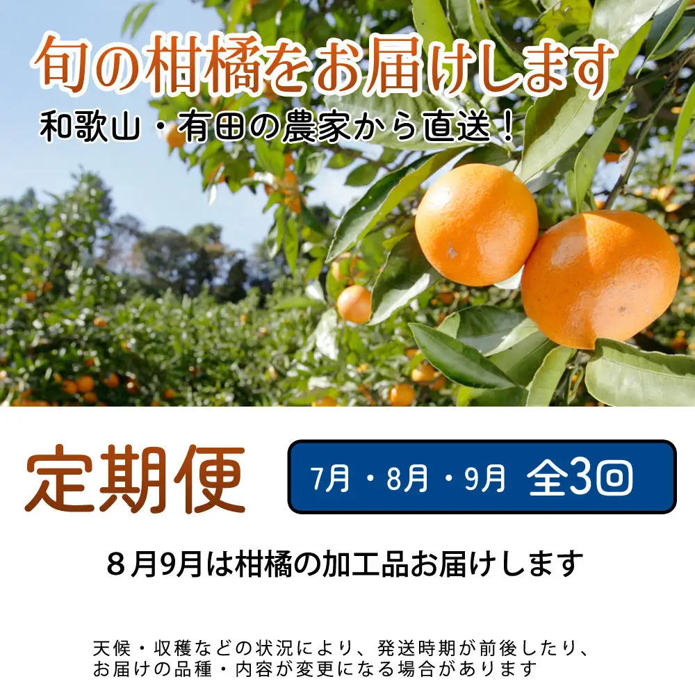 家庭用 柑橘定期便M（7～9月）全3回 ［IKE312］