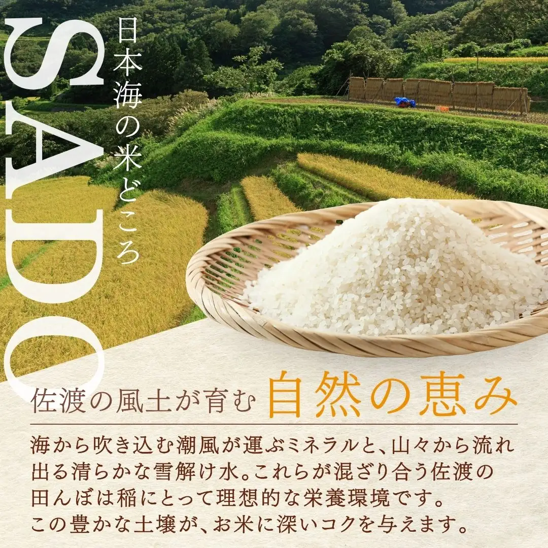 【定期便 6回】こしいぶき 精米 5kg | 新潟県 佐渡市こしいぶき