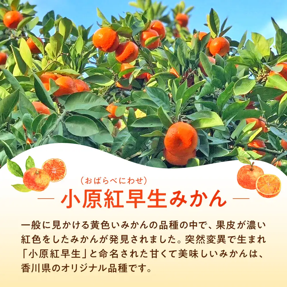 原田果樹農園直送！ 小原紅早生みかん 約5kg（S~Mサイズ混合）数量限定