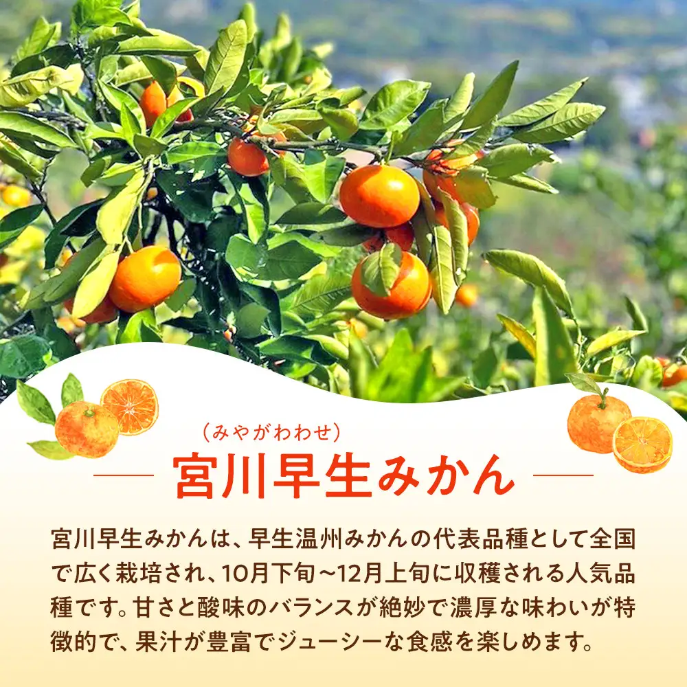 原田果樹農園直送！ 宮川早生みかん 約5kg（S~Mサイズ混合）数量限定