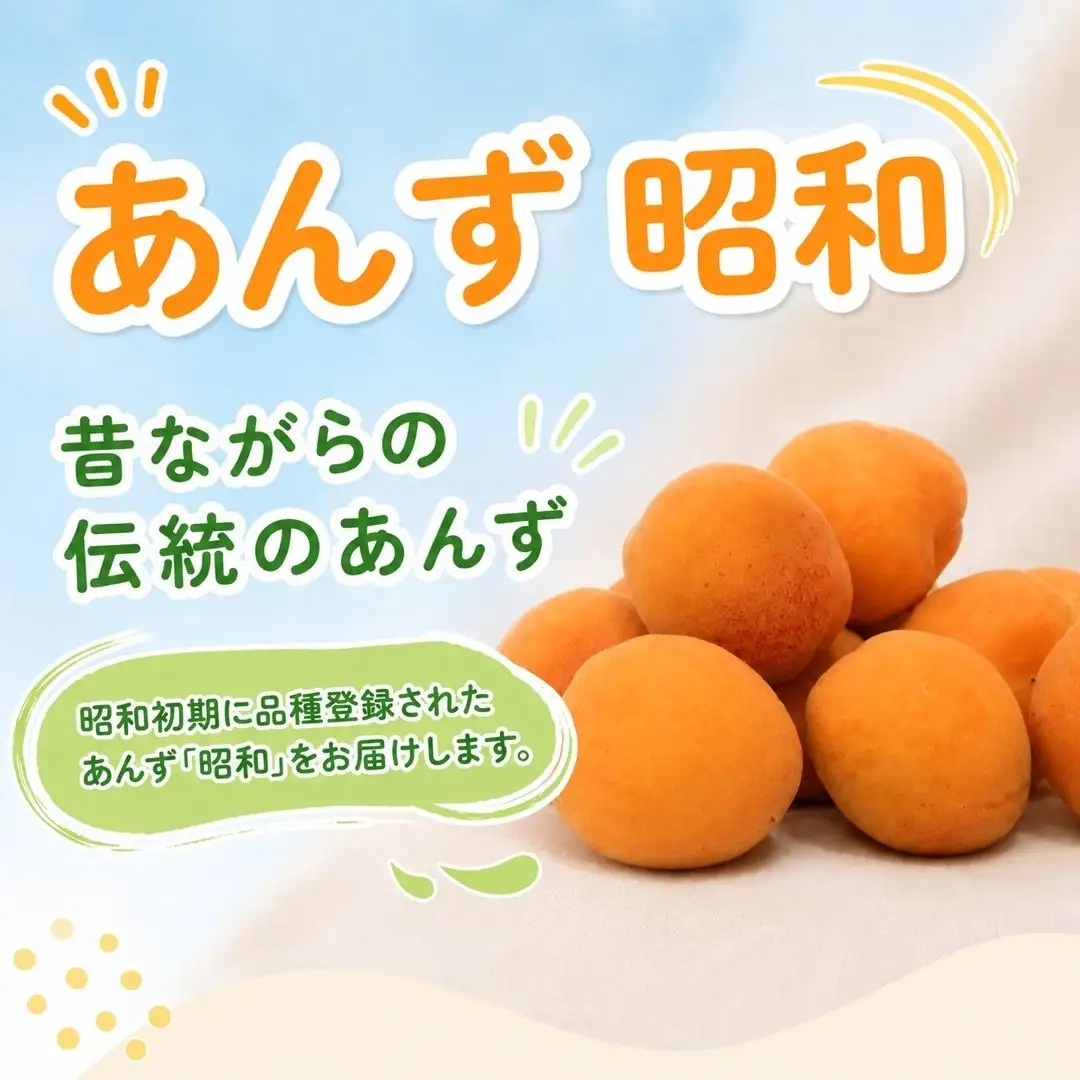 【2027年先行予約】あんず 昭和(長野県オリジナル品種) 約3kg バラ詰 |あんず 千曲市産 長野県 信州