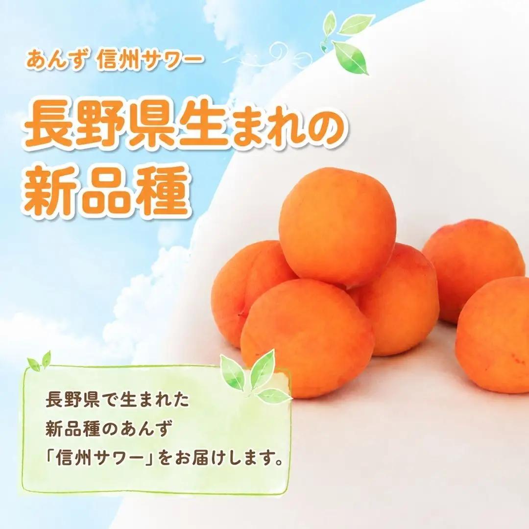 【2027年先行予約】あんず 信州サワー(長野県オリジナル品種) 約4kg バラ詰 |あんず 千曲市産 長野県 信州