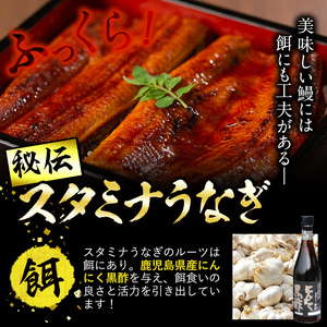 【訳あり】鹿児島県産！秘伝のスタミナうなぎ蒲焼き＜計1000g以上/6尾以上＞肝吸いセット！ にんにく黒酢パワーで丸々太った美味しい鰻！ うなぎ ウナギ 鰻 蒲焼き スタミナ 黒酢 ニンニク 不揃い 鹿児島 肝吸い d9-004