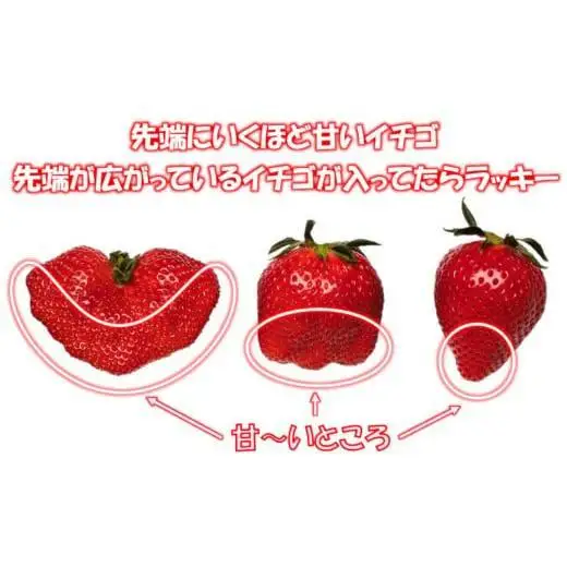 【先行予約】苺大野屋「やよいひめ＆さがほのか」厳選いちご 食べ比べセット 250g×４パック 約１kg 宮崎県 西都市産＜28-6a＞果物 くだもの フルーツ 宮崎県 西都市