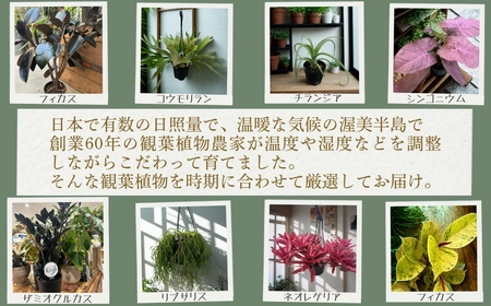 渥美半島のおまかせ観葉植物 Lサイズ 4回定期便　｜観葉植物 植物 グリーン インテリア インテリアグリーン 緑 おまかせ