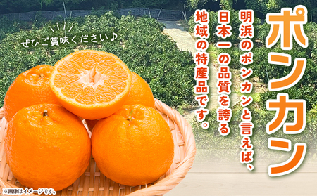 先行予約＜明浜産 ポンカン M～2Lサイズ 約4kg 贈答用＞ 果物 くだもの フルーツ 蜜柑 みかん ミカン 柑橘 贈答 ギフト ぽんかん 食べて応援 国産 愛媛県産 特産品 俵津農地ヘルパー組合 愛媛県 西予市【常温】『2026年1月から2月迄に順次出荷予定』 ATH0001