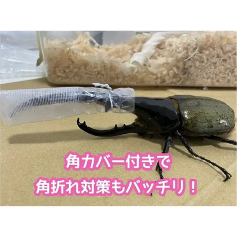 ヘラクレスオオカブト 成虫ペア オス（150mm台）メス（60mm以上） / ヘラクレス カブトムシ 昆虫 真庭市 【hrkrs001-01】