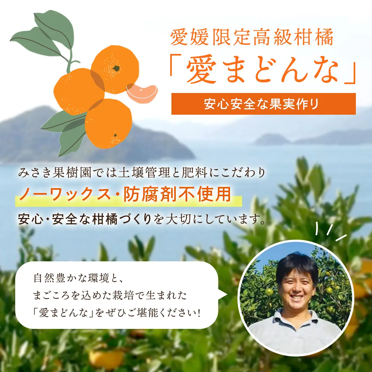 【先行予約】【家庭用】愛まどんな 3kg（L・2L・3L サイズ） ※離島への配送不可（2026年12月上旬頃より順次発送予定） IKTAR017