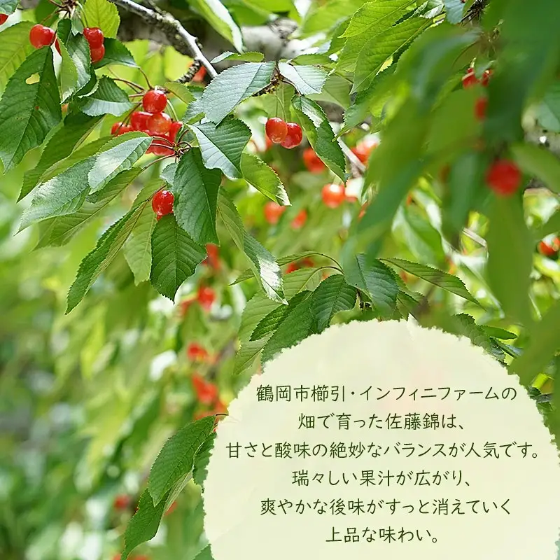 【令和9年産】 さくらんぼ 佐藤錦 バラ詰め 500g （2Ｌサイズ）山形県鶴岡産 インフィニファーム K-948