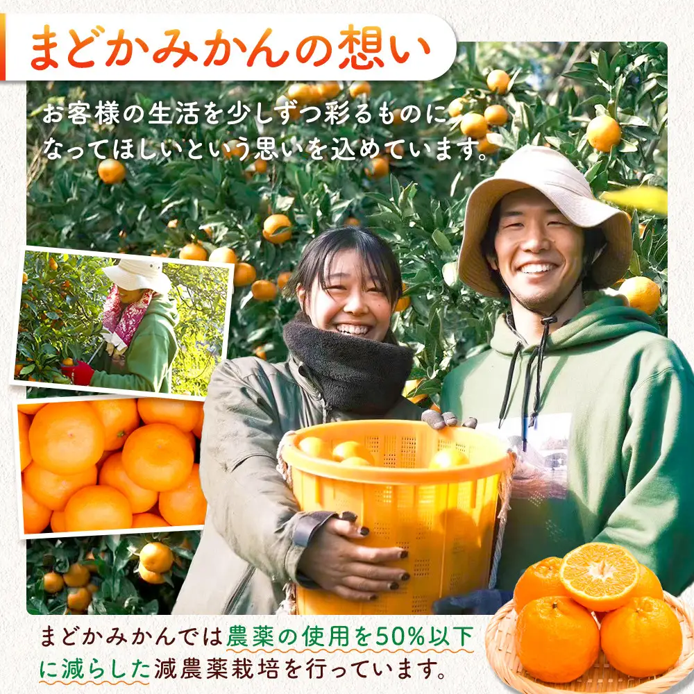 ［先行予約］［贈答用］秋採れみかん（早生みかん）2L〜3Lサイズ混合 10kg＋500g（傷み補償分）［2026年11月上旬より発送］