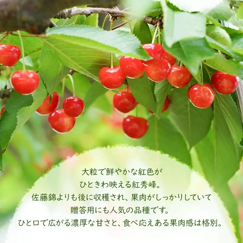 【令和9年産】さくらんぼ 紅秀峰 バラ詰め 500g(2Lサイズ～) 山形県鶴岡産 インフィニファーム K-948