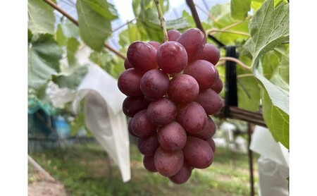 ぶどう クイーンルージュ(R) 信州上田産 金剛地ぶどう 約1kg 2～3房 ぶどう 葡萄 ブドウ クイーンルージュ 1kg 果物 くだもの フルーツ デザート 旬の果物 旬のフルーツ 長野県 長野