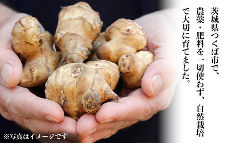 【先行予約 2027年1月発送開始】農薬・肥料不使用の菊芋 5kg | 菊芋