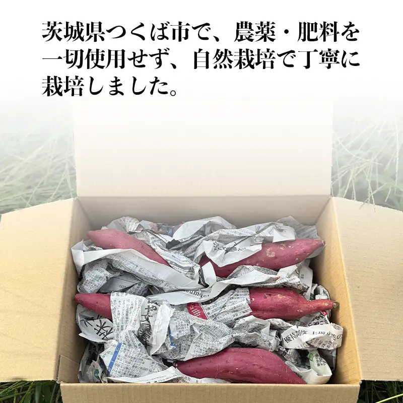 【先行予約 2027年1月発送開始】農薬・肥料不使用のさつまいも | さつまいも