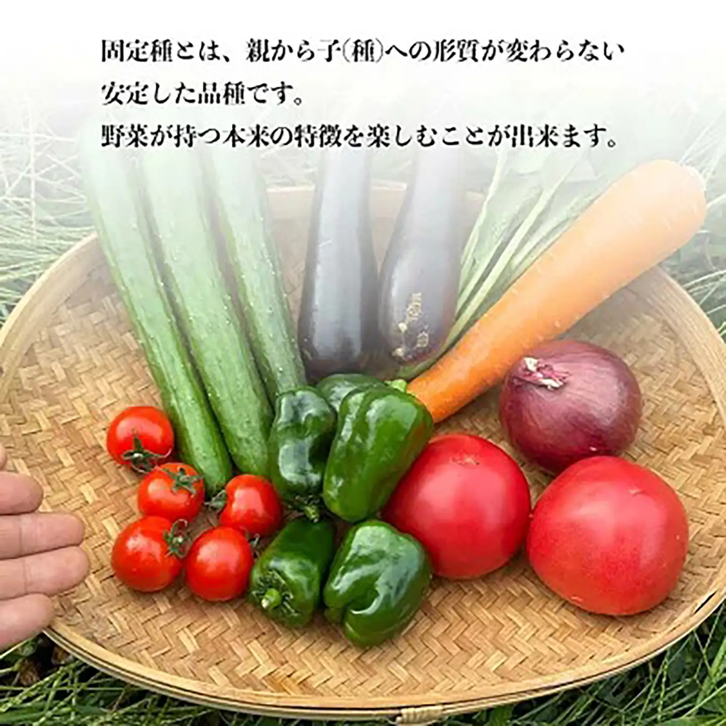 ☆先行予約 5月発送開始☆【8回定期便】固定種野菜の自然栽培 旬のお野菜セットを毎月お届け | 野菜 定期便
