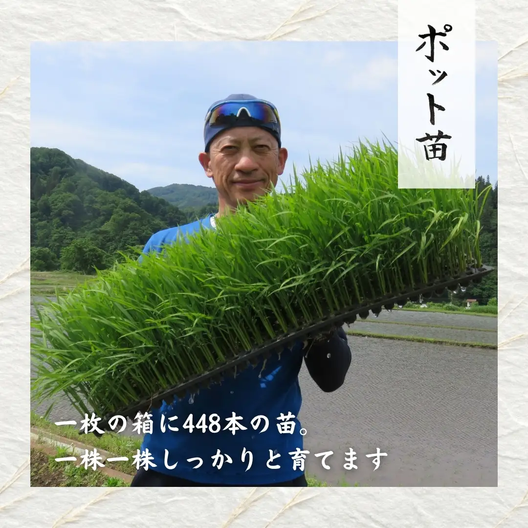令和8年産 魚沼産コシヒカリ 白米 5kg 新潟県 津南町 近上農園