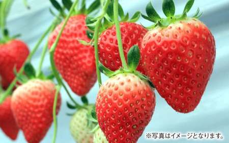 あまおうDX 約280g×4パック あまおう いちご イチゴ 苺 果物 くだもの フルーツ【2027年2月上旬～4月下旬発送予定】