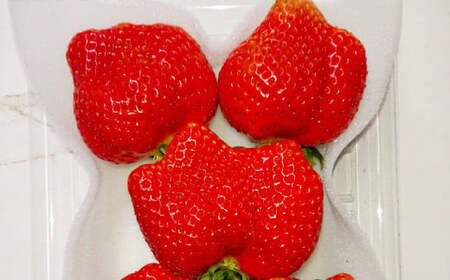大粒あまおう 4パック 計約1000～1080g あまおう いちご イチゴ 苺 果物 くだもの フルーツ【2027年2月上旬～4月下旬発送予定】