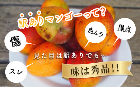 沖縄県産 訳ありマンゴー 1.5kg 【 先行予約 2027年発送 】