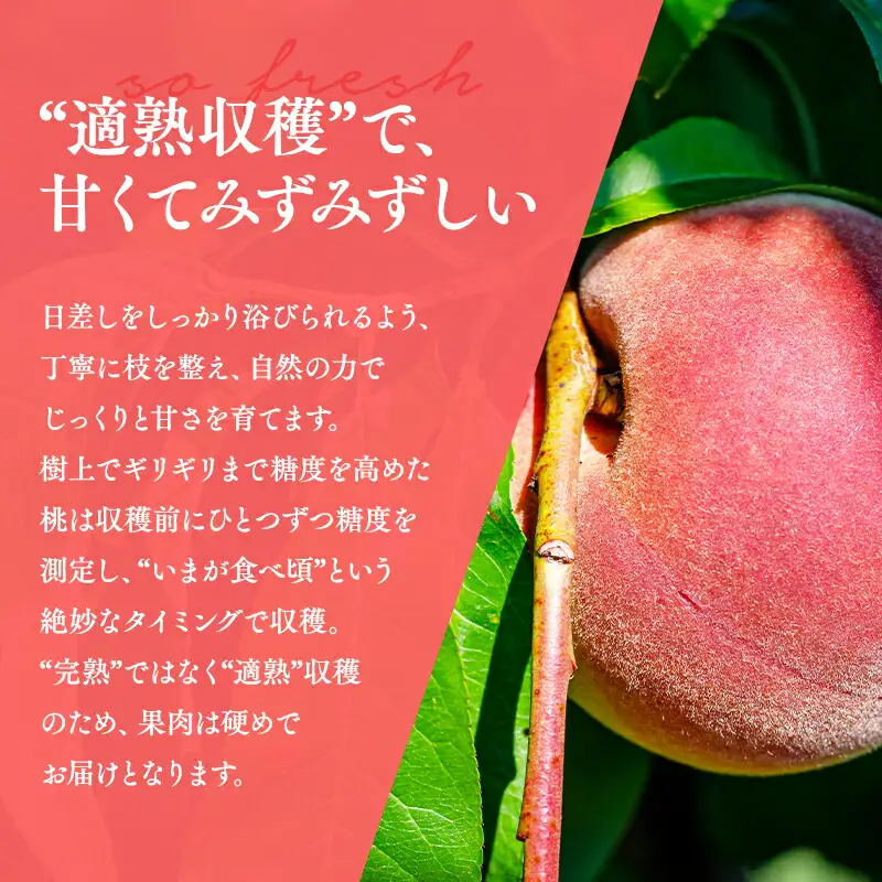 川中島白桃 約２㎏(6-8玉) [hi-0064-001]