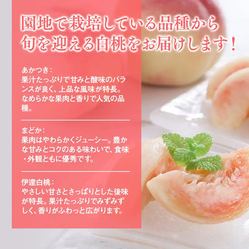 白桃 品種お任せ(あかつき/まどか/伊達白桃) 約２㎏(6-8玉)[hi-0064-003]