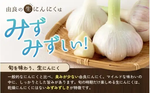 にんにく 秀品　由良の生にんにく 1.5kg / ニンニク 生ニンニク ガーリック ※2027年4月下旬より順次発送【ksnw005】 