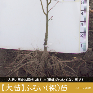 ＜すだ農園＞3年生苗 クリ(栗 中生種) 銀寄(ぎんよせ)[ふるい苗 2023年]苗木 接ぎ木 実がなる 庭木 大苗 果樹 ※北海道・沖縄・離島への配送不可 ※2025年11月中旬～2026年3月下旬頃に順次発送予定