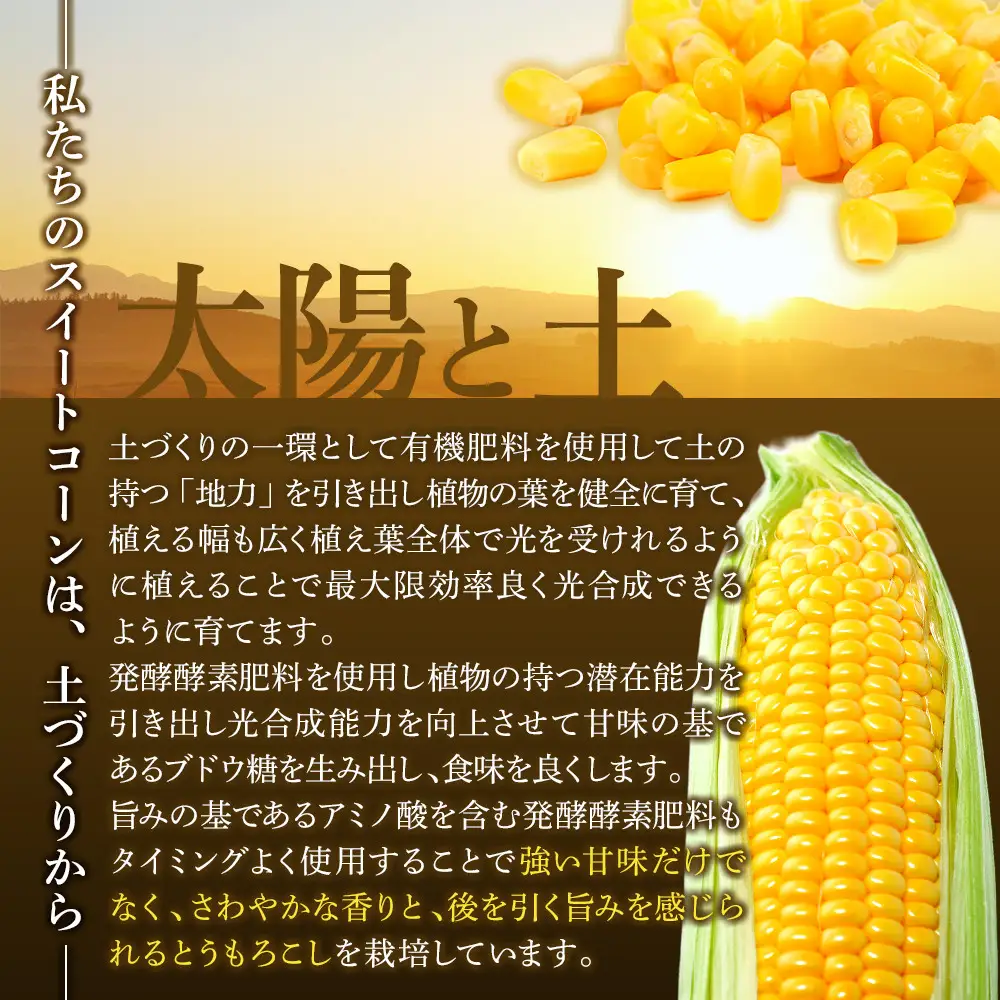 地元テレビで紹介!【先行予約】糖度18～19度! 北海道旭川産朝採れスイートコーン約5kg (2026年8月中旬発送開始予定) | とうもろこし _05256